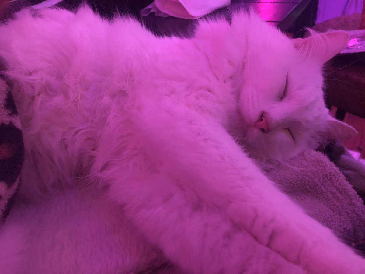 aohelll's tweet photo. It’s been a really fun months for streams to make and watch so many good scary streams. I’m snuggling up with mos watching more scary games  ✨ https://t.co/vGhT12yHR9