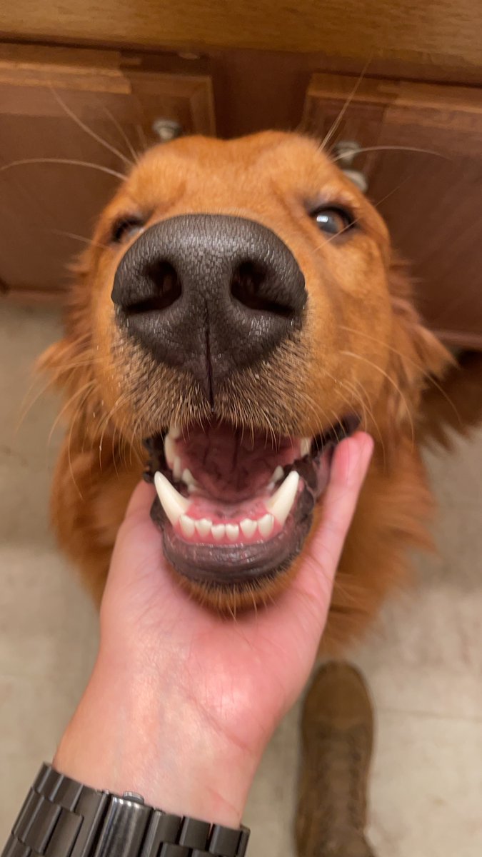 emtorresv's tweet photo. Barto’s 8 months old update: https://t.co/e3Rtq53Xn9