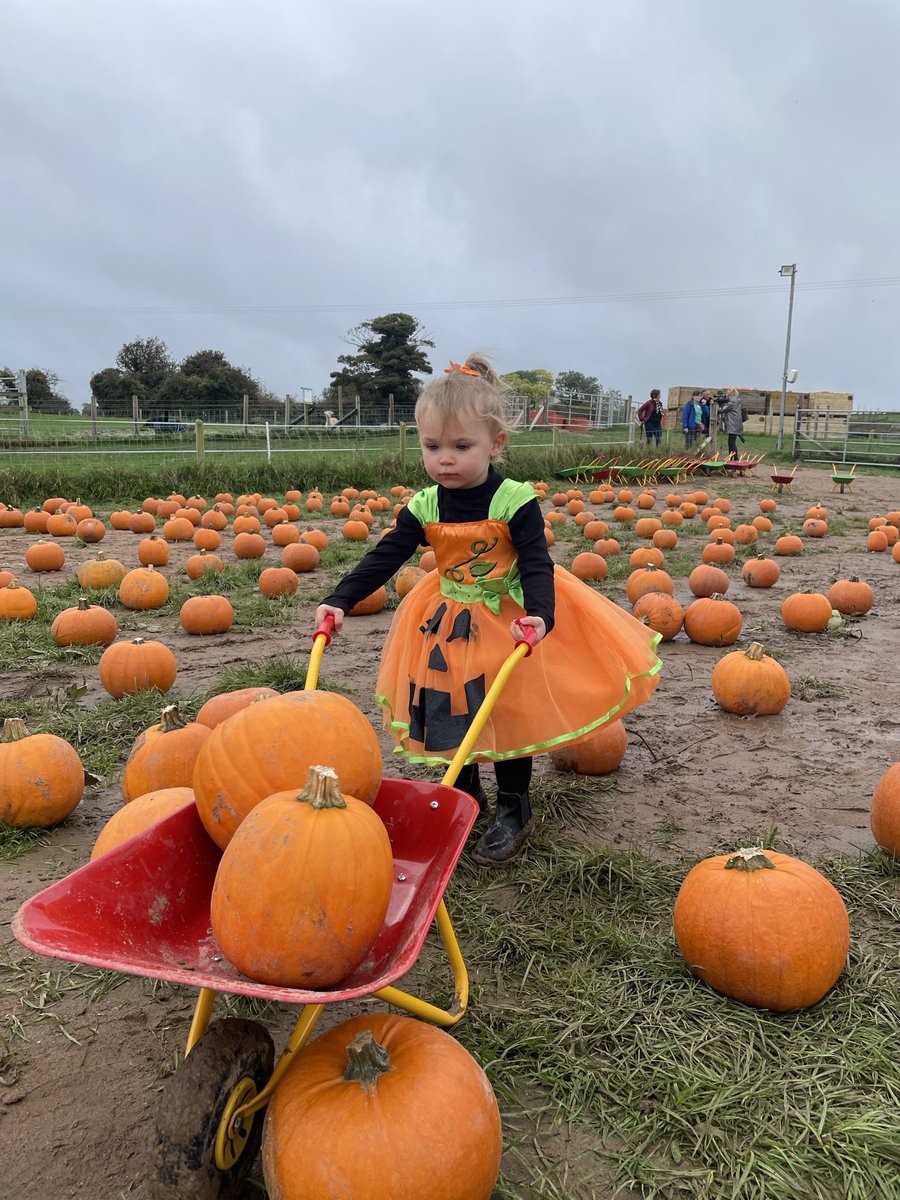 lisamaginnes's tweet photo. Halloween over for another year 🎃🎇🖤 https://t.co/fE9YUFHJHt