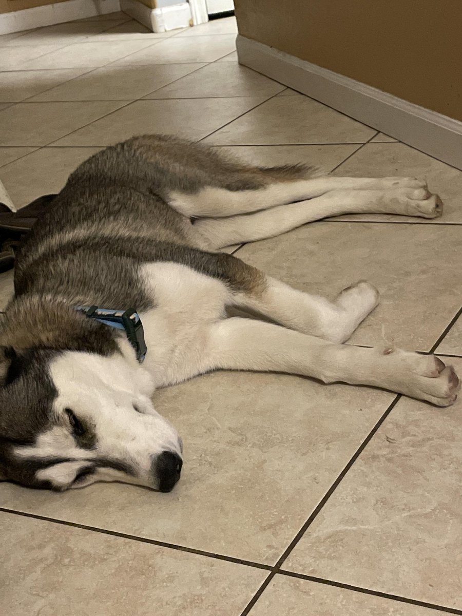 "Nymeria is pooped out from all the trick or treating."