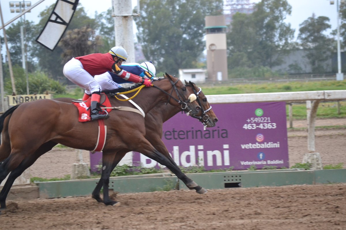 cpulgar28's tweet photo. En el Hipódromo de La Plata se disputó el Gran Premio Provincia de Buenos Aires "Copa Rocha de Plata" G1, 2200 metros para productos nacidos desde el 1º de julio de 2018, en la que se impuso EMPRESTADO, pertenece al stud ETICA
#turf #EMPRESTADO #DeTurfUnPoco https://t.co/BvtvRiDSFJ
