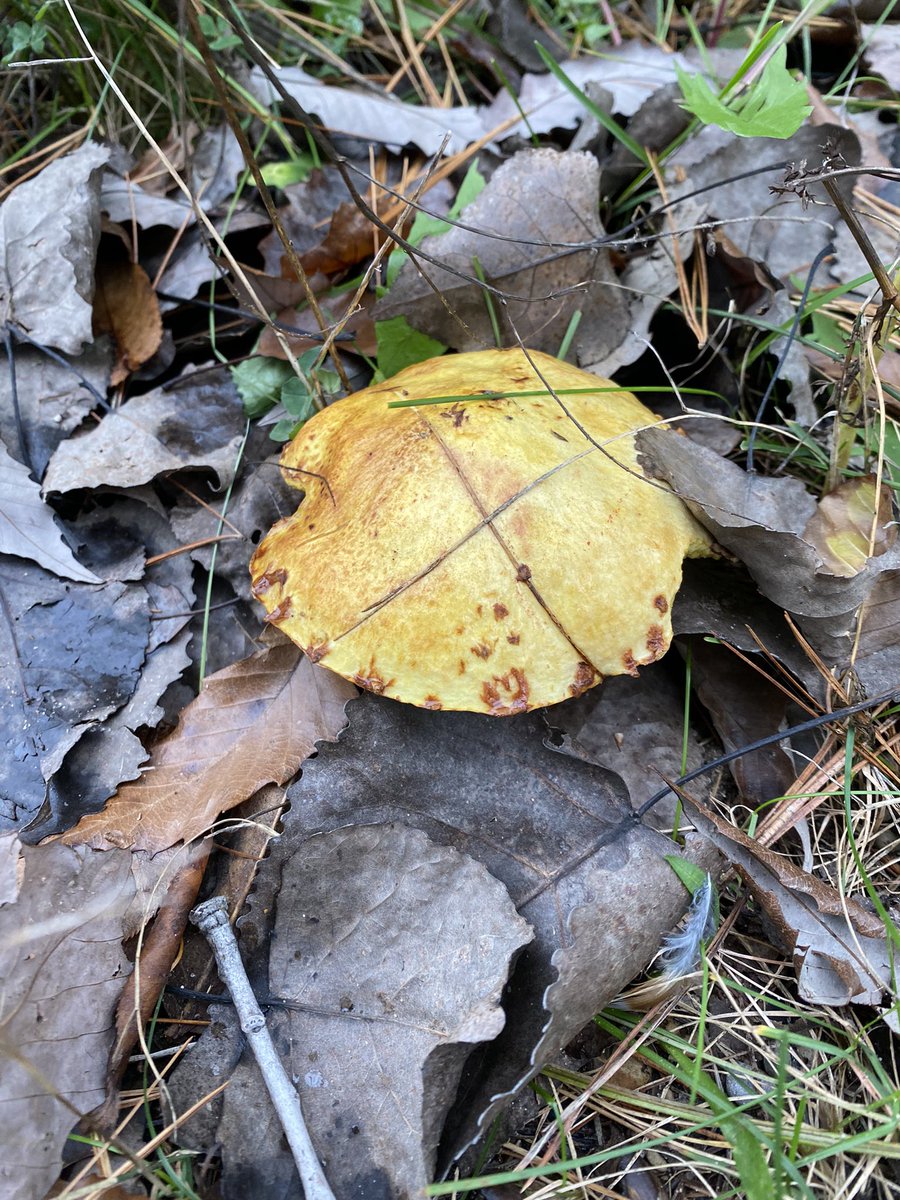 polyporesandmo1's tweet photo. A new one! Slippery Jack? https://t.co/DzEtnMSQJ0