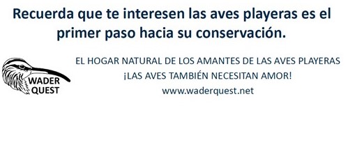 PlayeritosVenezuela tweet media
