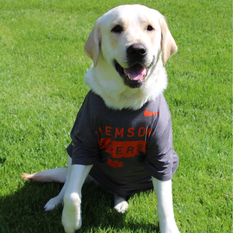 ClemsonSA's tweet photo. #HappyHalloween from Student Affairs and our furry friends (courtesy of our design interns, Lindsy and Reilly)! 🎃 👻 #ExperienceFun https://t.co/i1drRRtY2B