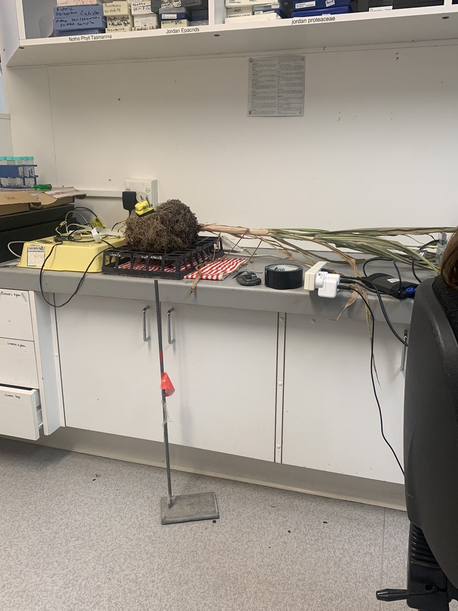 Jazmine Humphreys (@jazhumphreys) on Twitter photo Trying to find a place for breakout rooms amongst communal offices leaves us hiding out in <a href="/BotanistBea/">Beatrice Harrison Day</a>’s lair for discussions at our research retreat 🧠🧐<a href="/CoEPlantSuccess/">ARC Centre of Excellence for Plant Success</a> Trying to find a place for breakout rooms amongst communal offices leaves us hiding out in <a href="/BotanistBea/">Beatrice Harrison Day</a>’s lair for discussions at our research retreat 🧠🧐<a href="/CoEPlantSuccess/">ARC Centre of Excellence for Plant Success</a>