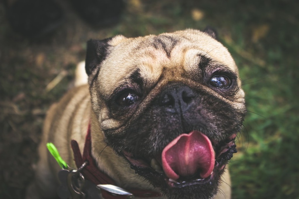 ImproveDogs's tweet photo. My Dog Is Licking Paws – 5 Proven Techniques To Stop Them
▸ https://t.co/kyvsOjP2Il

#improvedogs #doglife #dogtraining #doglicking #dogbiting #dogbitingpaws #doglickingpaws #dogpaws https://t.co/Wvo4kHq3Gs