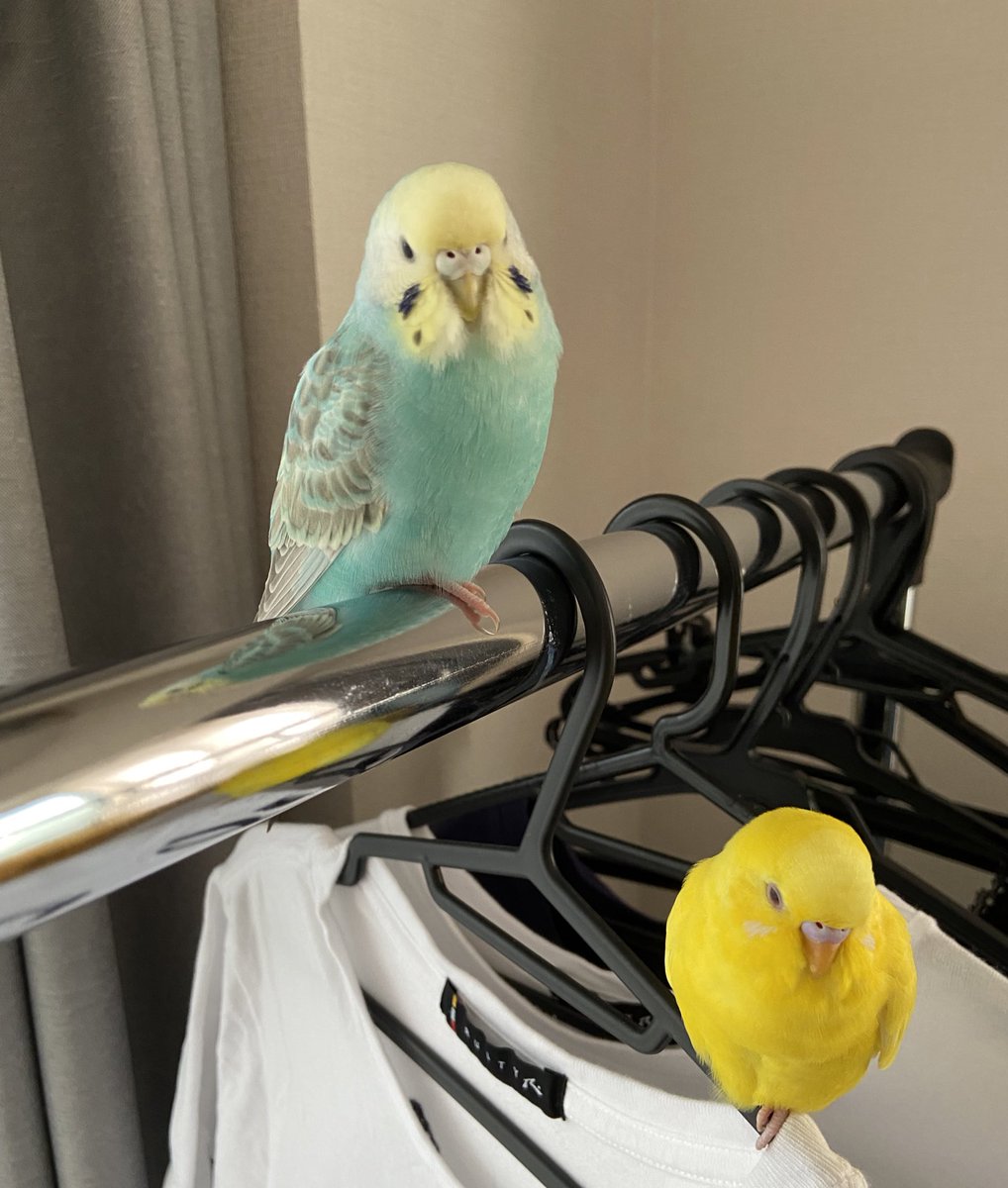 maigoinko1's tweet photo. 9/12に #札幌市内 で迷子になった、
#セキセイインコ を探しています。

淡い水色に薄めの黄色
羽根の模様はグレーです
肩や頭に乗り、人慣れしてます。

情報ございましたらご連絡下さい🙇‍♀️

#迷子鳥 #保護インコ #探してます #拡散希望 #中央区 #桑園 #琴似 #大通り #真駒内公園 #中島公園 #円山公園 https://t.co/5xoo5a4WLV