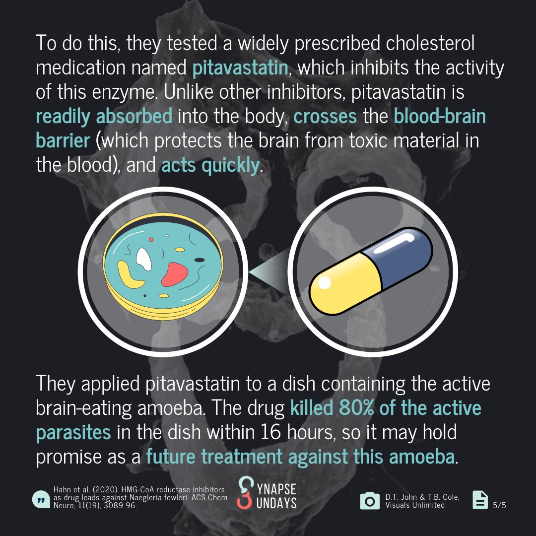SynapseUofT's tweet photo. #SYNAPSE #UofT #UTSC #SYNAPSESundays #brain #neuron #research #scicomm #neuroscience #brainresearch #neuro #neuropathology #neurology #halloween #trickortreating #amoeba #braineatingamoeba #pitavastatin #nfowleri #naegleriafowleri
(2/2) https://t.co/Vvpv8DqRi7