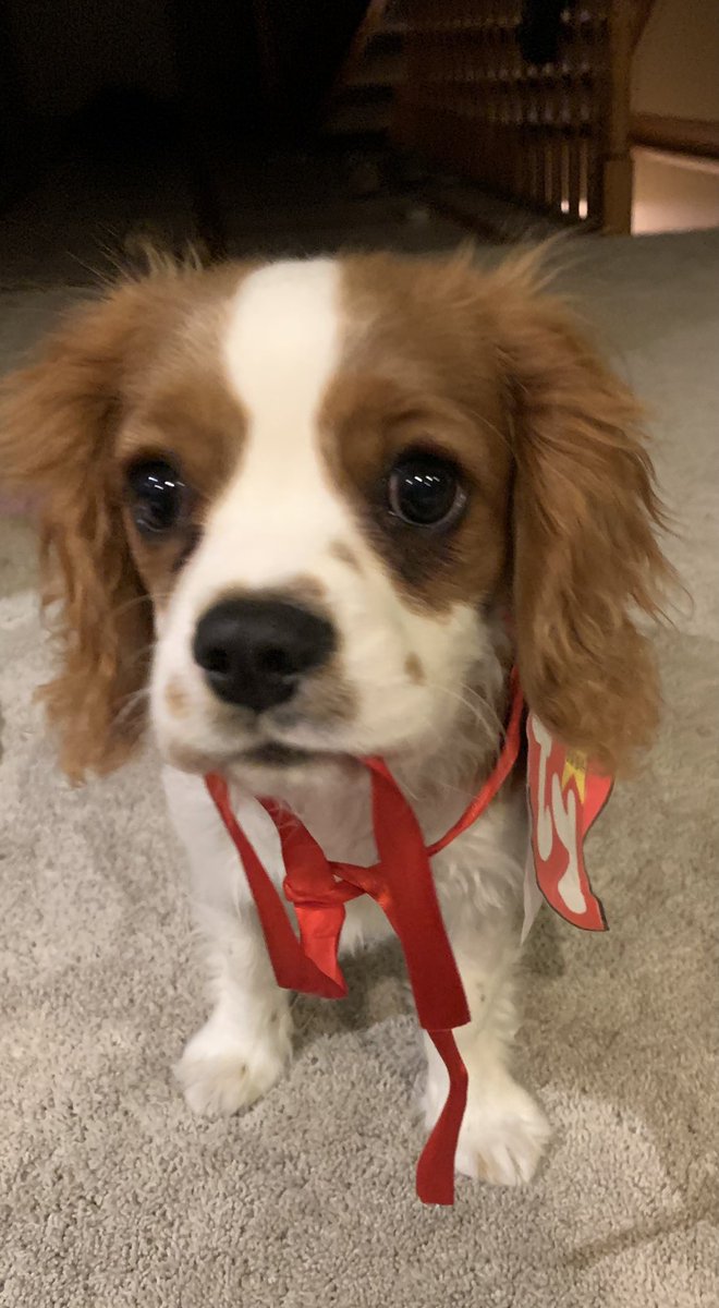 Guardian of the Galaxy pumpkins and new puppy as beanie boo, Happy Halloween!