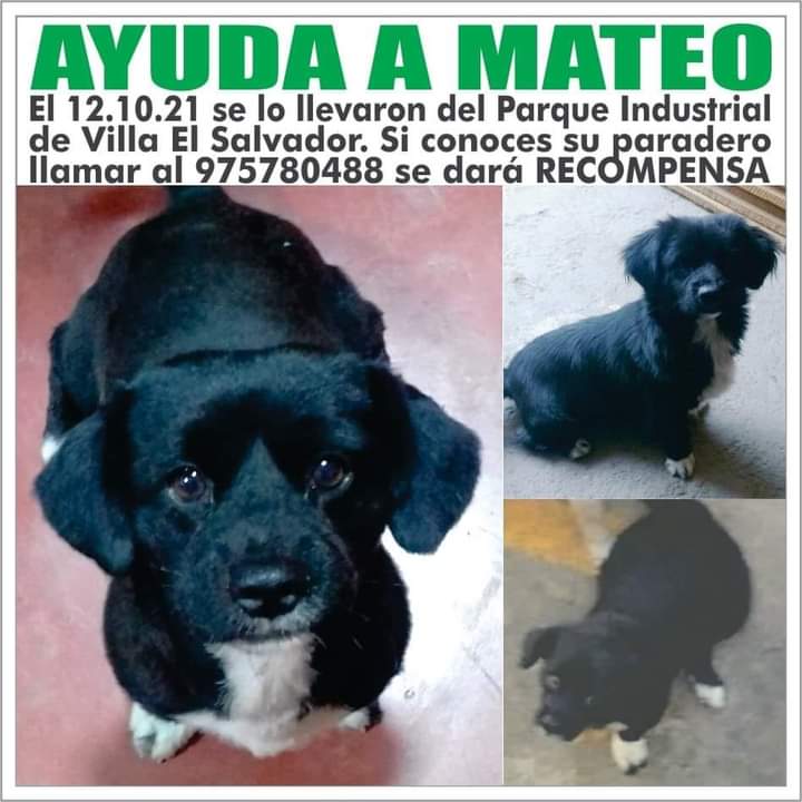 munaype's tweet photo. Perrito perdido en Villa El Salvador https://t.co/kFuG8mKj0f