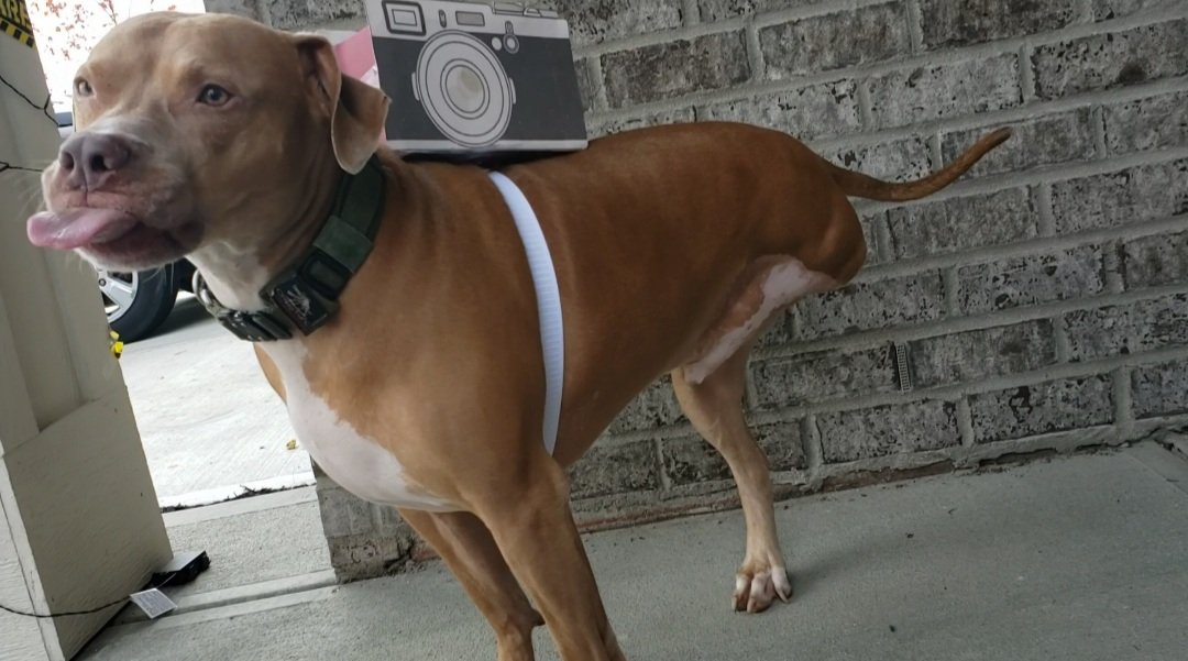 KayleeConsolo's tweet photo. @dog_rates A former WRD pup, Paulo!!!... our "tripod"😅🤣🤪📷 https://t.co/2gaRyt7B7U