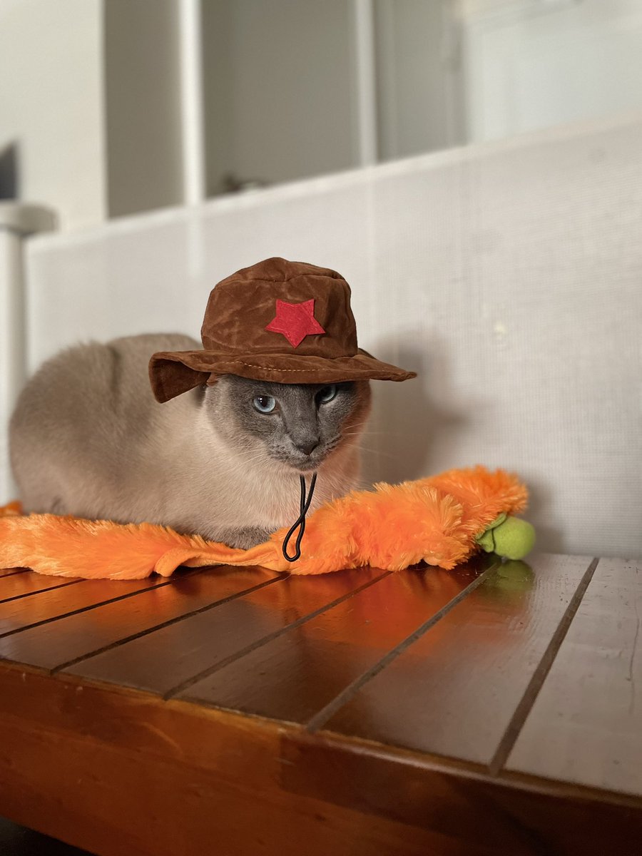 cookielego's tweet photo. @Number10cat Happy Halloween Larry 🎃 https://t.co/cCS08UwgzS