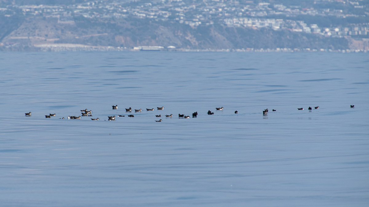 Black-vented Shearwater
Santa Monica Bay, LA 
2021.10
