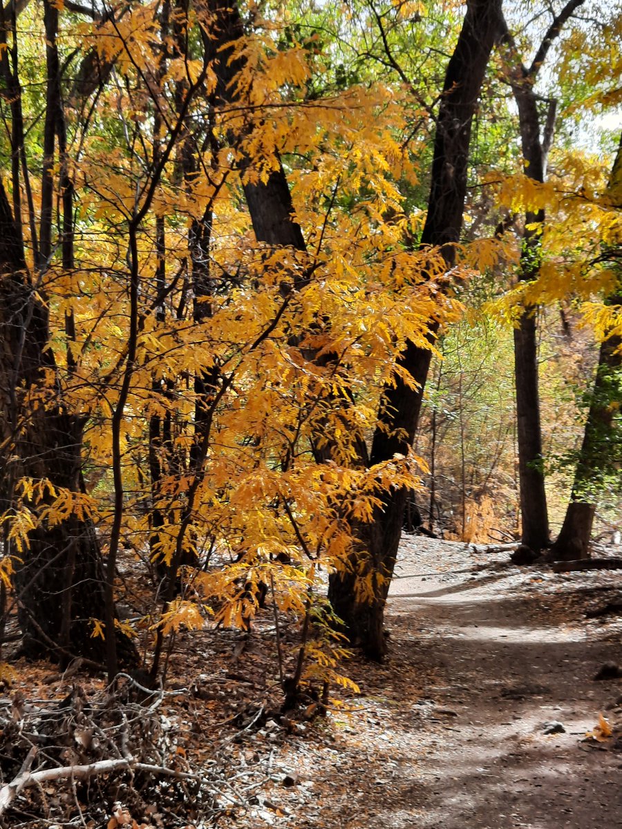 lovecaregivers3's tweet photo. I still haven't found a good schedule. Maybe I should say a balanced schedule. But we sure enjoyed wondering around here for 3 1/2 hours today. #LoveCaregivers #CaregiverLife #SelfCare #CaringForTheCaregiver #CouchTo5K #Walk #DogWalk #BosqueWalk #NMNature #Autumn #Leaves https://t.co/3VvMVx8QhL