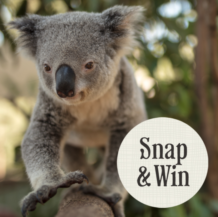 paradisectry's tweet photo. Snap &amp; Win! 📷 Snap a koality photo with a Paradise Country koala, upload to Instagram or Facebook using #paradisecountrygc for your chance to WIN! The best monthly snap will WIN a free koala photo. T&amp;Cs apply. https://t.co/qivuqsbUq1