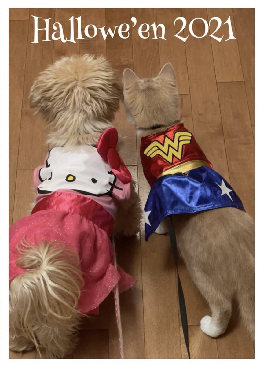 lynsonnenberg's tweet photo. From our house to yours.
Itβs the kittenβs first #halloween, so the dog dressed up as Hello Kitty! π
#MedTwitter #PetsofMedEd #wonderkitty #hellokitty https://t.co/TI0Lbb8kDr