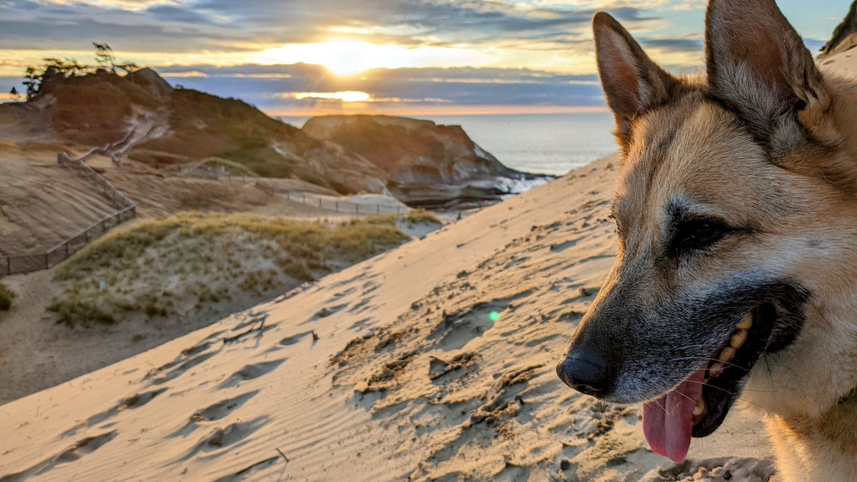 _wac's tweet image. Sunset on another adventurous day for meta.dog.