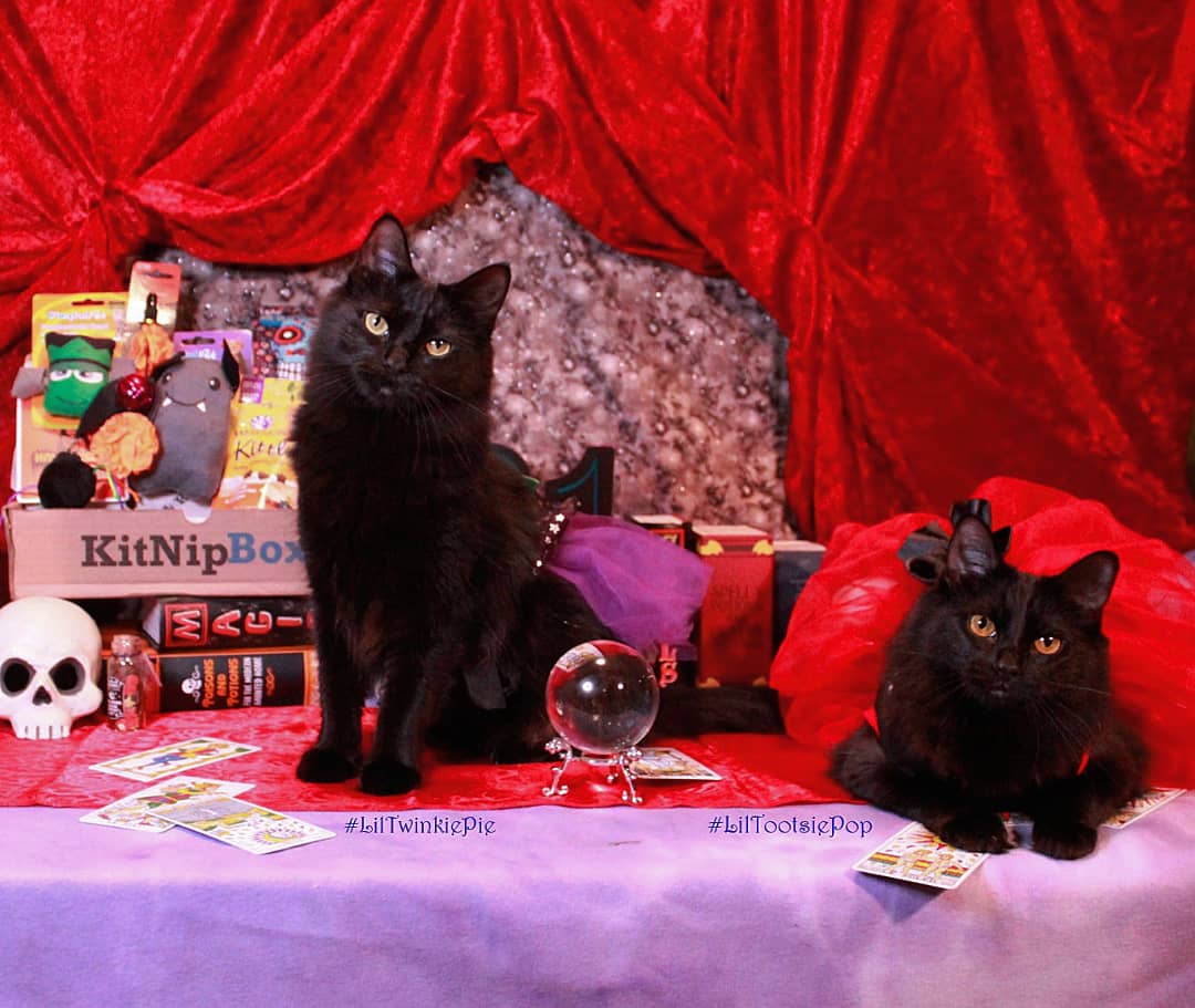 LilMissBabycat's tweet photo. Happy #Meowlloween!
Let me look into my crystal ball to see your future....Hmmmmm...I see #treats and toys! Get your kittens some treats today with a  #KitNipBox!!  ..don't forget to use my code BABYCAT15 to save 15%!! #Halloween #BlackCat https://t.co/canPAaHDsU