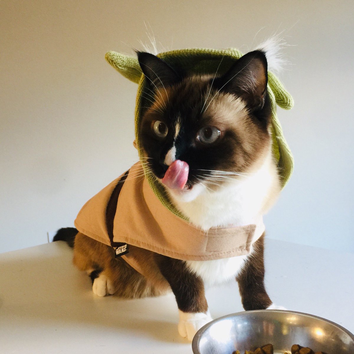 mal_mistress's tweet photo. Floofs on parade! #Halloween #HALLOWEEN2021 #hallowseve https://t.co/rTgcfsIQAU