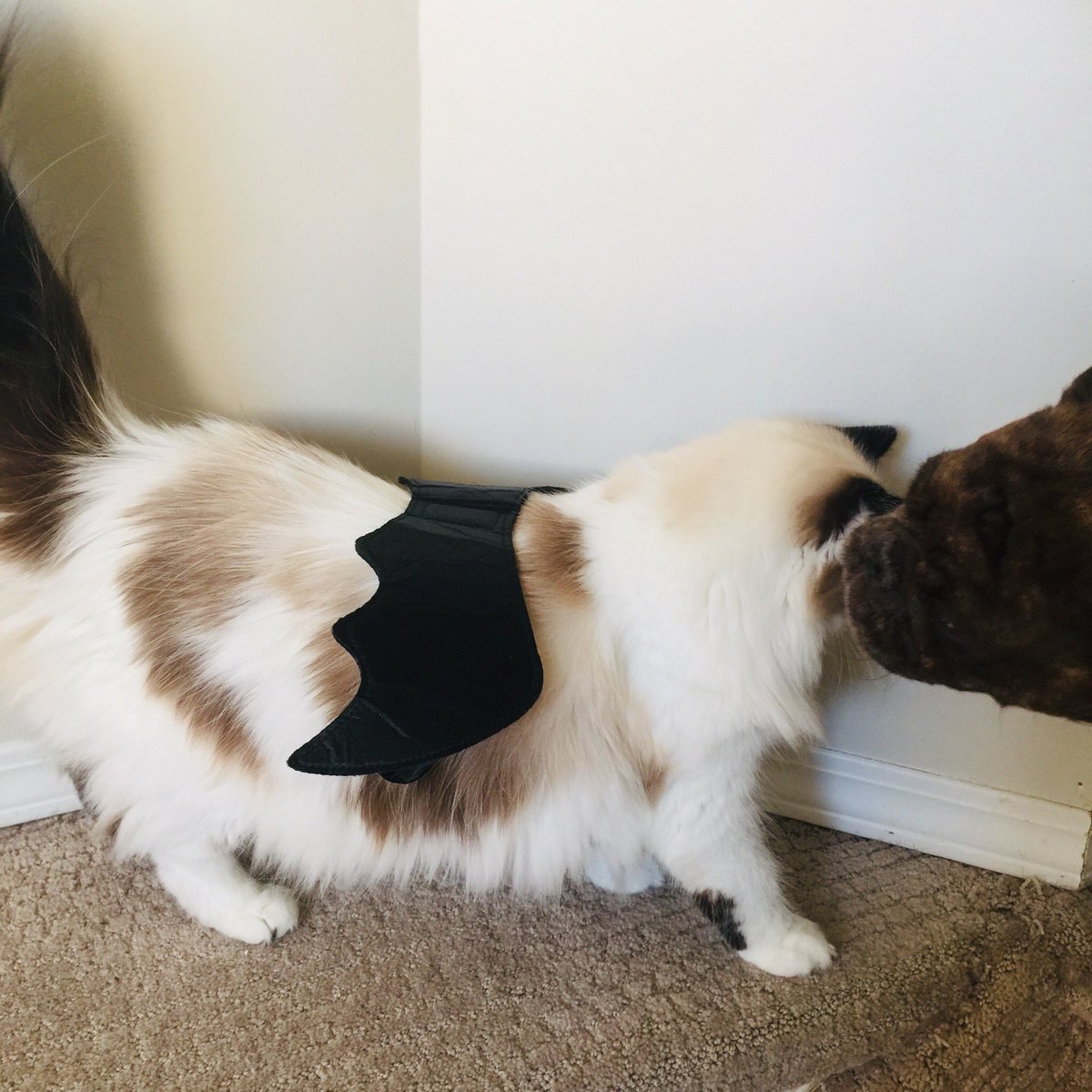 mal_mistress's tweet photo. Floofs on parade! #Halloween #HALLOWEEN2021 #hallowseve https://t.co/rTgcfsIQAU