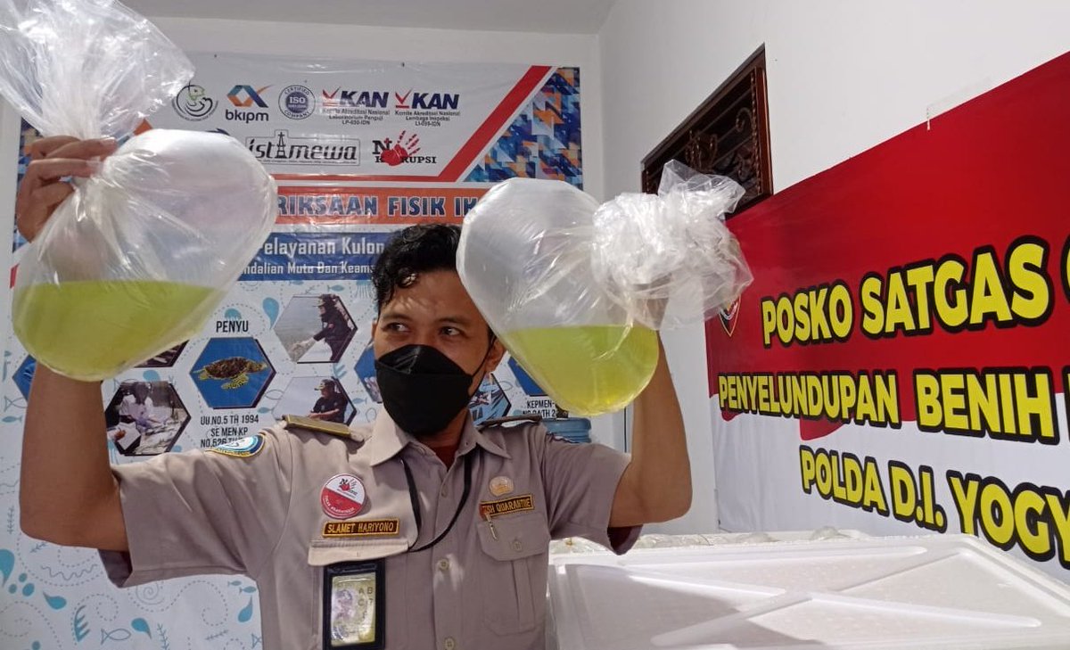 bppmhkp_jogja's tweet photo. 01/11 Pemeriksaan kesesuaian lalulintas komoditi perikanan larva ikan bawal tujuan Medan dan Pekanbaru

#KKPRebound
@bkipm_kkp @rinajanwar2201 @hafitrahman140 @fish_haryanto @verr_trisnajaya @merry_sundah https://t.co/4bvRusBuai