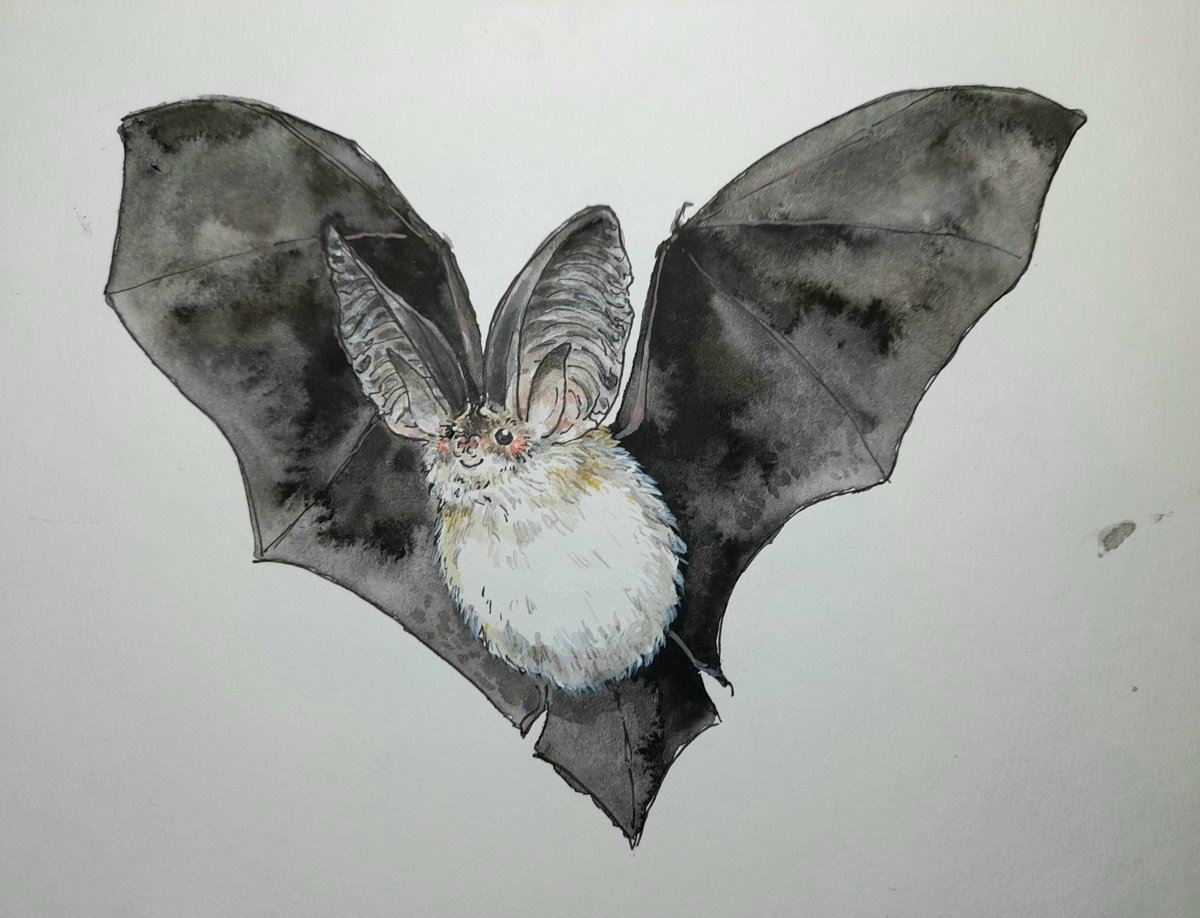 Hope everyone had a lovely spoooky Halloween 👻🎃

Little bat sketch for the end of #BatWeek 🦇
One of the typical Halloween animals that is not scary at all ;)