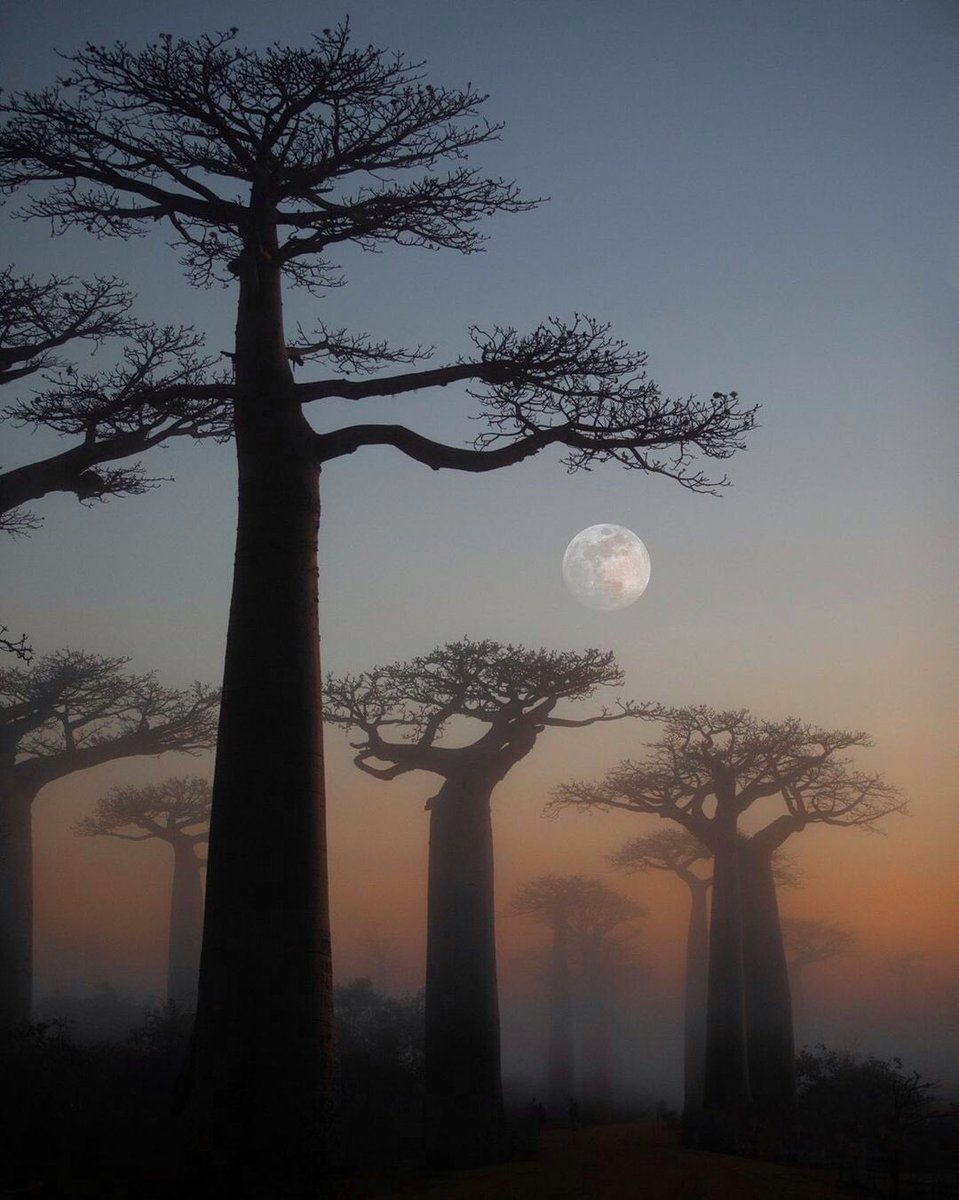 Unique_Abstract's tweet photo. Baobab Alley by Robert Owczarek https://t.co/j6093QcfEf