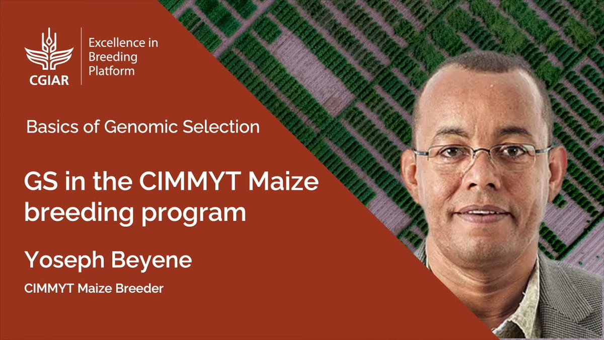 CGIARbreeding's tweet photo. Located in East #Africa, this video presents the current state of #genomic prediction application in the CIMMYT #maize breeding program.

Learn more at https://t.co/gyyvy9vAIX

@CIMMYT | #breeding | #agriculture https://t.co/9GYfh5AVp3