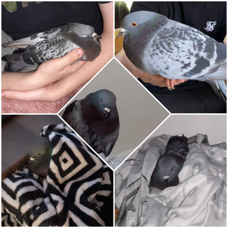 ForFeathers's tweet photo. Meet Hamlet ~ shot with an air gun several times and dragged in by a cat. Safe now 💞 
#pigeon  #birds  #wildbirdrescue https://t.co/787UwFz8Mv