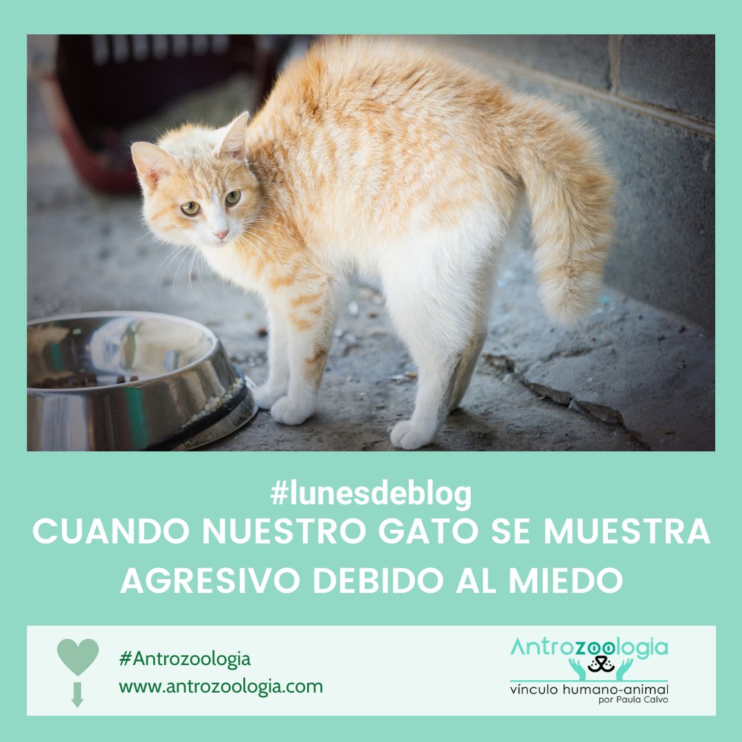 Dra_Paula_Calvo's tweet photo. En este artículo de #lunesdeblog hablamos sobre los miedos que sufren los gatos y que provocan en ellos comportamientos agresivos y os damos estrategias que ayuden a mejorar el bienestar de todos los miembros de la familia multiespecie. ¡No te lo pierdas!
https://t.co/NDhAnbjJGB https://t.co/XUX753wao6