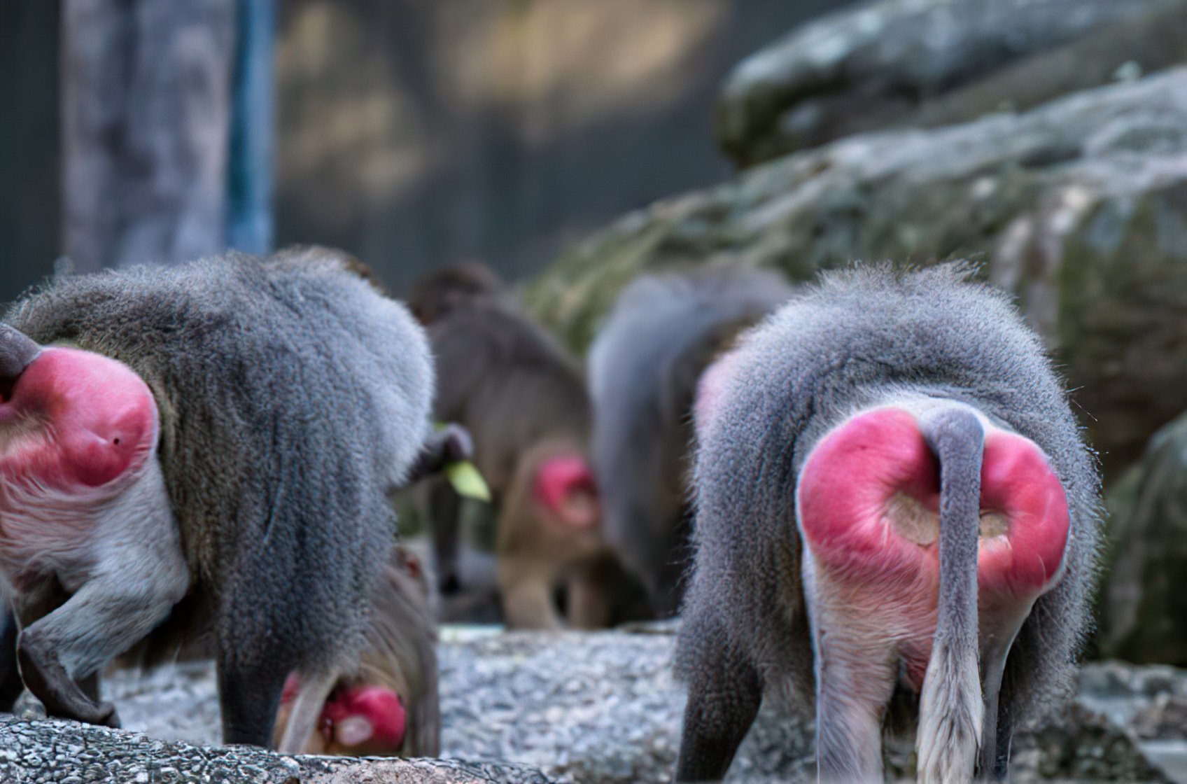 Baboon Butt What Is Its Cause Functions And Effect Primates Park 