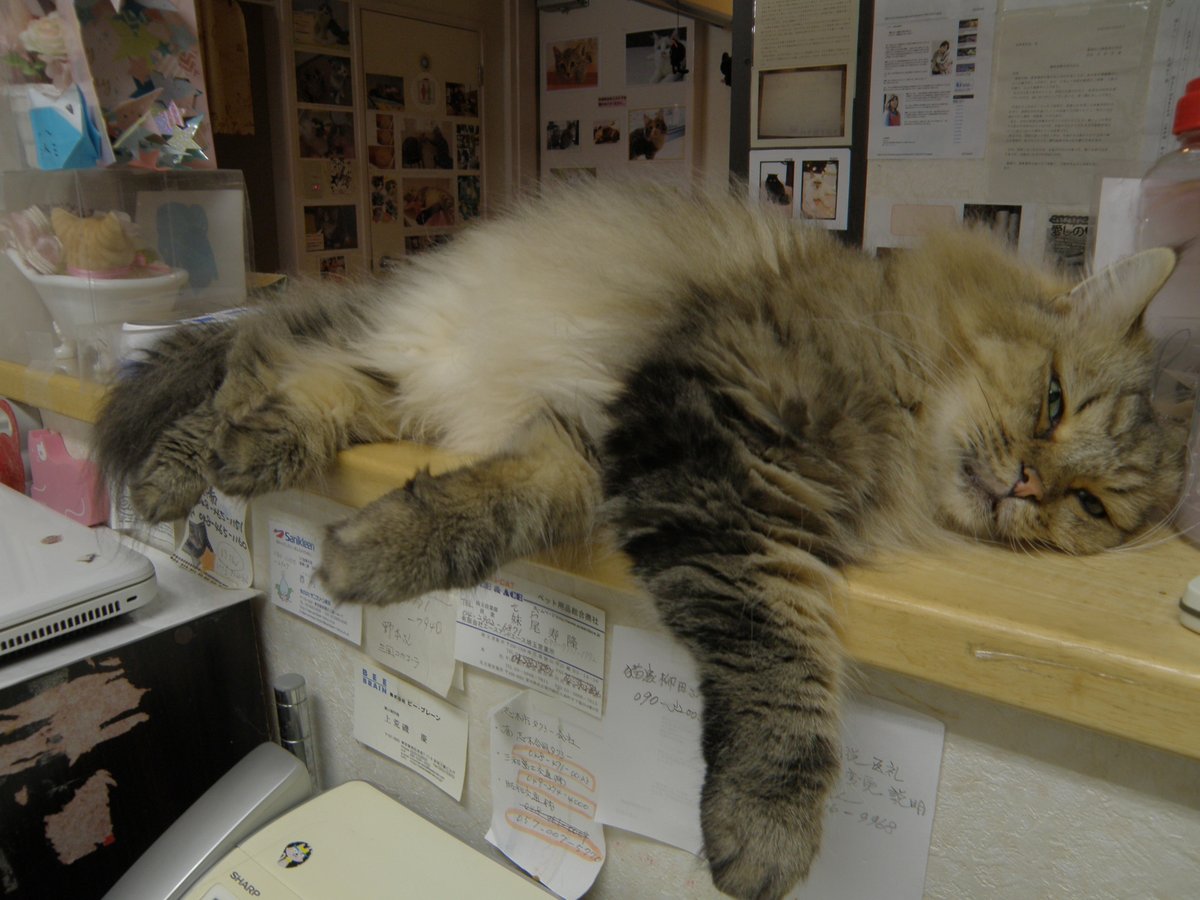 猫カフェ ニャンシー Catcafe Nyancy Twitter 猫カフェ ニャンシー Catcafe Nyancy Twitter