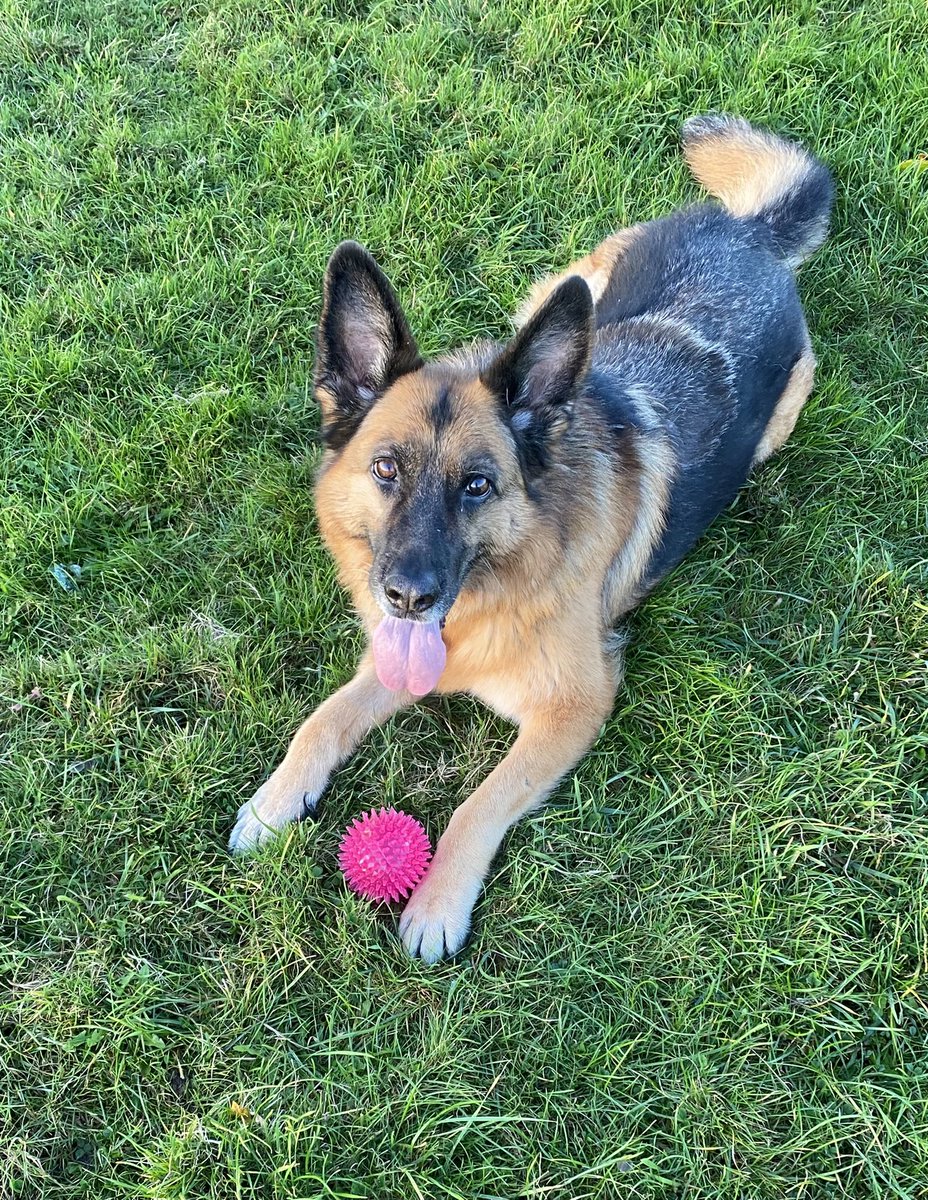 JustCallMeCara's tweet photo. This is the face of a happy pup who has been on restricted walks after surgery, stitches and staples. Even the sun came out to celebrate with her. #offthelead #gsd https://t.co/ohOBpiTGsC