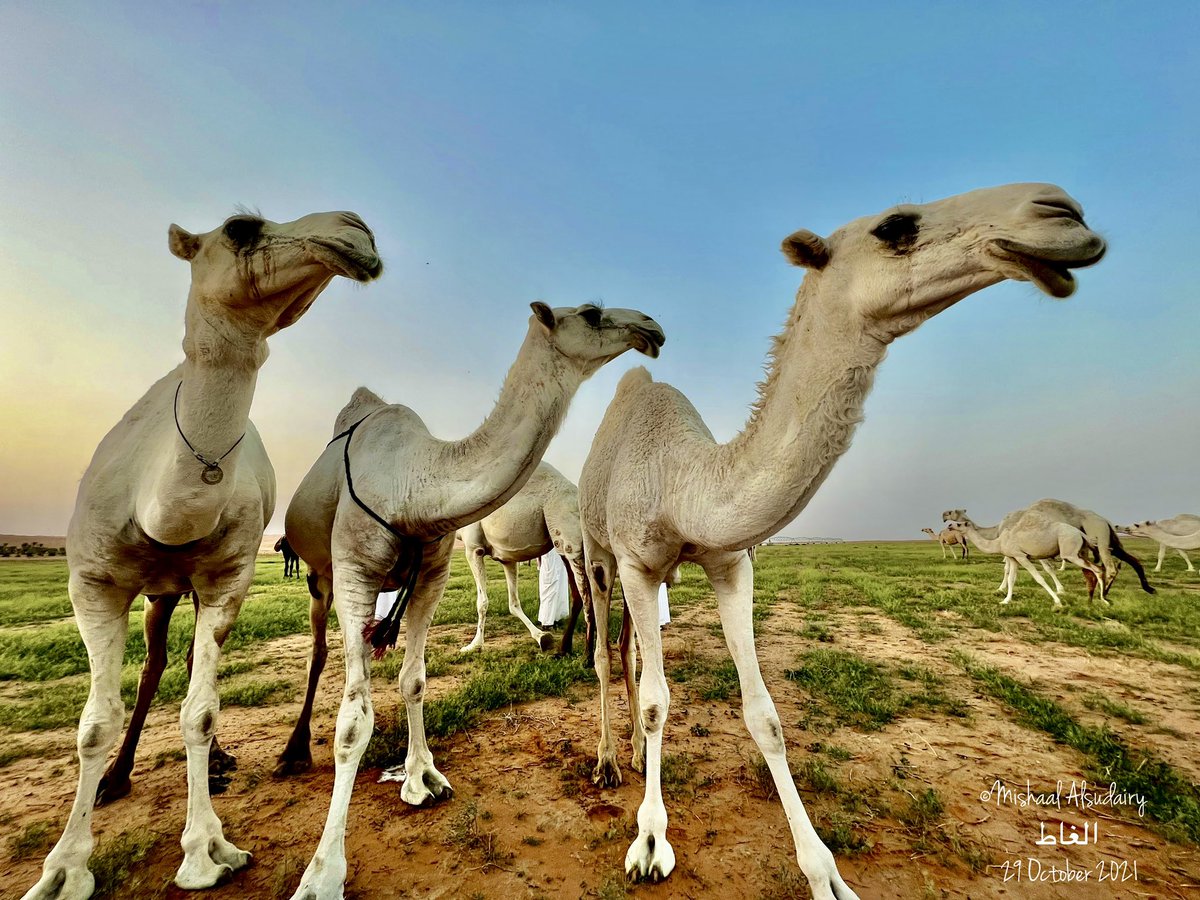 msudairy's tweet photo. صورة اخرى لعطايا الرحمن في الغاط فسبحان الله الخالق المبدع
From my photography another photo forCamels in Alghat in Saudi Arabia
#mishaalalsudairy #alghat #saudiarabia #desert #saudiimages #camels #iphotography #iphoto #iphotographer #الابل #مشعل_السديري #الغاط
#arabia https://t.co/Fz2o1mz5WS