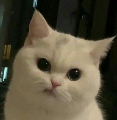 0NLYENHO7's tweet photo. @jjonggseong AKU CIAPA AKU CIAPA MO NGIBUL KAU Y https://t.co/3GL1mNQrLN