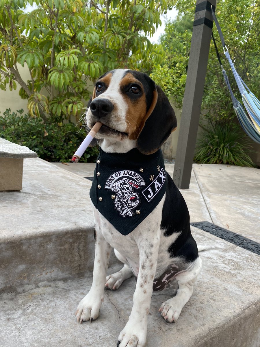 Jax’s new favorite holiday is officially Halloween 👻 (I promise it’s a fake cigarette)