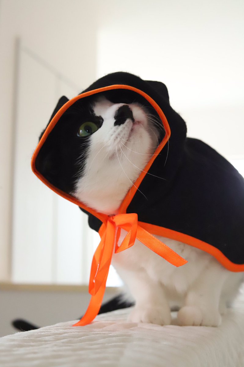 pont_neu's tweet photo. 昨日がんばったんだ

#ハロウィン 
#最後の虚無顔よ 
#すまん https://t.co/X9dflnoqvI