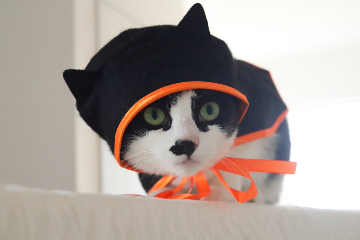 pont_neu's tweet photo. 昨日がんばったんだ

#ハロウィン 
#最後の虚無顔よ 
#すまん https://t.co/X9dflnoqvI