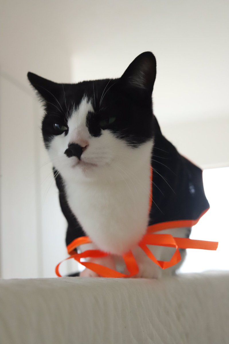 pont_neu's tweet photo. 昨日がんばったんだ

#ハロウィン 
#最後の虚無顔よ 
#すまん https://t.co/X9dflnoqvI