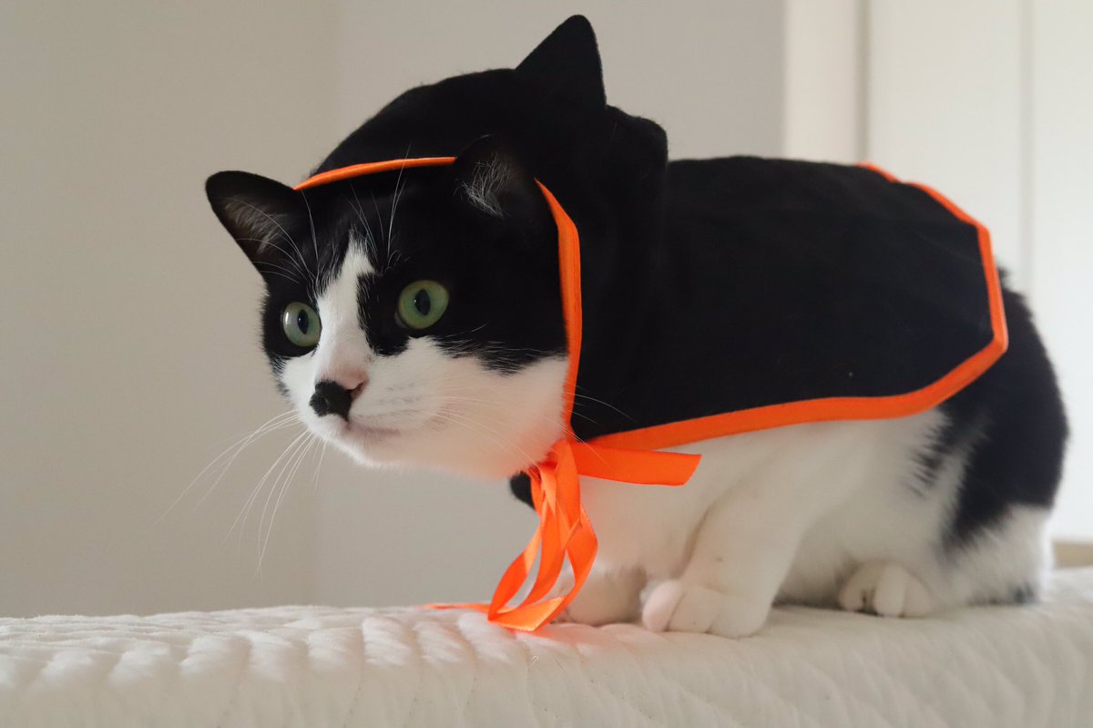 pont_neu's tweet photo. 昨日がんばったんだ

#ハロウィン 
#最後の虚無顔よ 
#すまん https://t.co/X9dflnoqvI