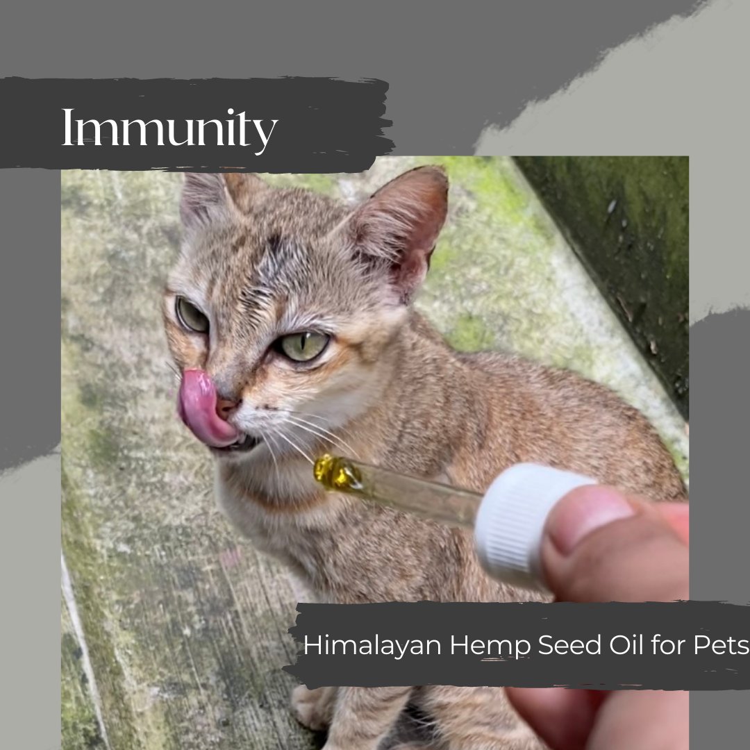 The_Lancer_'s tweet photo. Our pets love us! But how do we love and care for their needs? Himalayan Hemp Seed oil for Pets is 100% Safe &amp; Effective to deal with allergies, heart diseases, arthritis &amp; Omega 6 Protein to cure inflammation.

#petfood #dogfood #pets #pet #dogs #catfood #dog #petshop #ad https://t.co/7bTrMfMsnH