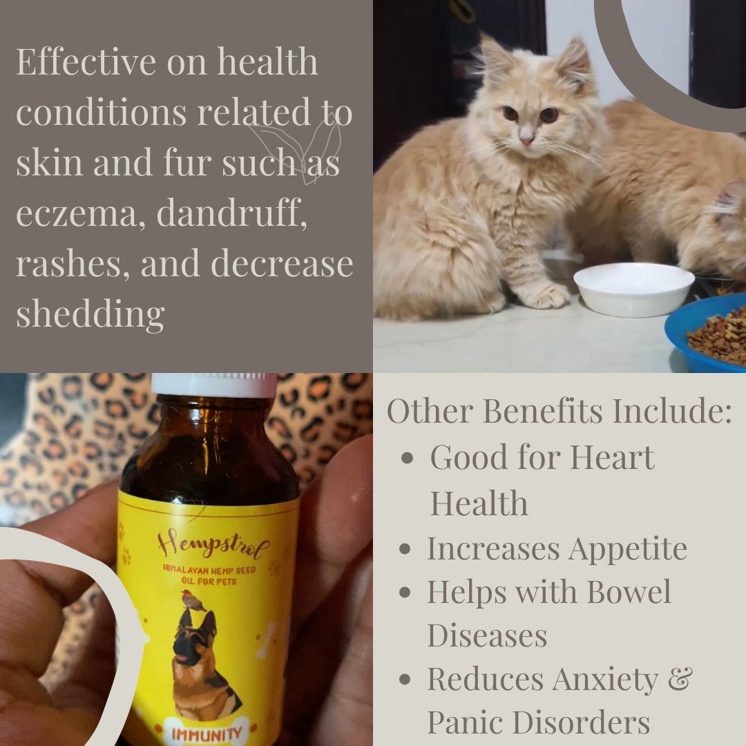 The_Lancer_'s tweet photo. Himalayan Hemp Seed Oil for Pets is the ultimate Hemp Nutrition for your Cat, Dog or Bunny has a long shelf life, is free from toxic ingredients, and does not have any side effects.
#veterinary #vet #veterinaria #vetlife #vetmed #medvet #veterinario #vettech #dog #cats #ad https://t.co/yhu50hDLkZ