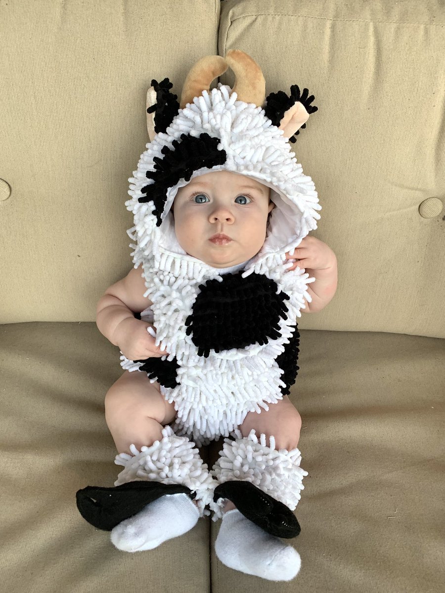 PippenVier4's tweet photo. Cutest dang cow I’ve ever seen🐮🖤 https://t.co/Ni3EHxOCtG