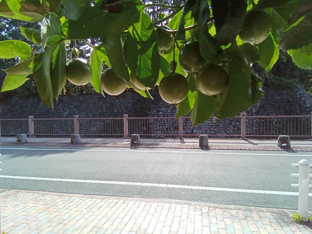 Top Tweets For パッションフルーツ Twstalker