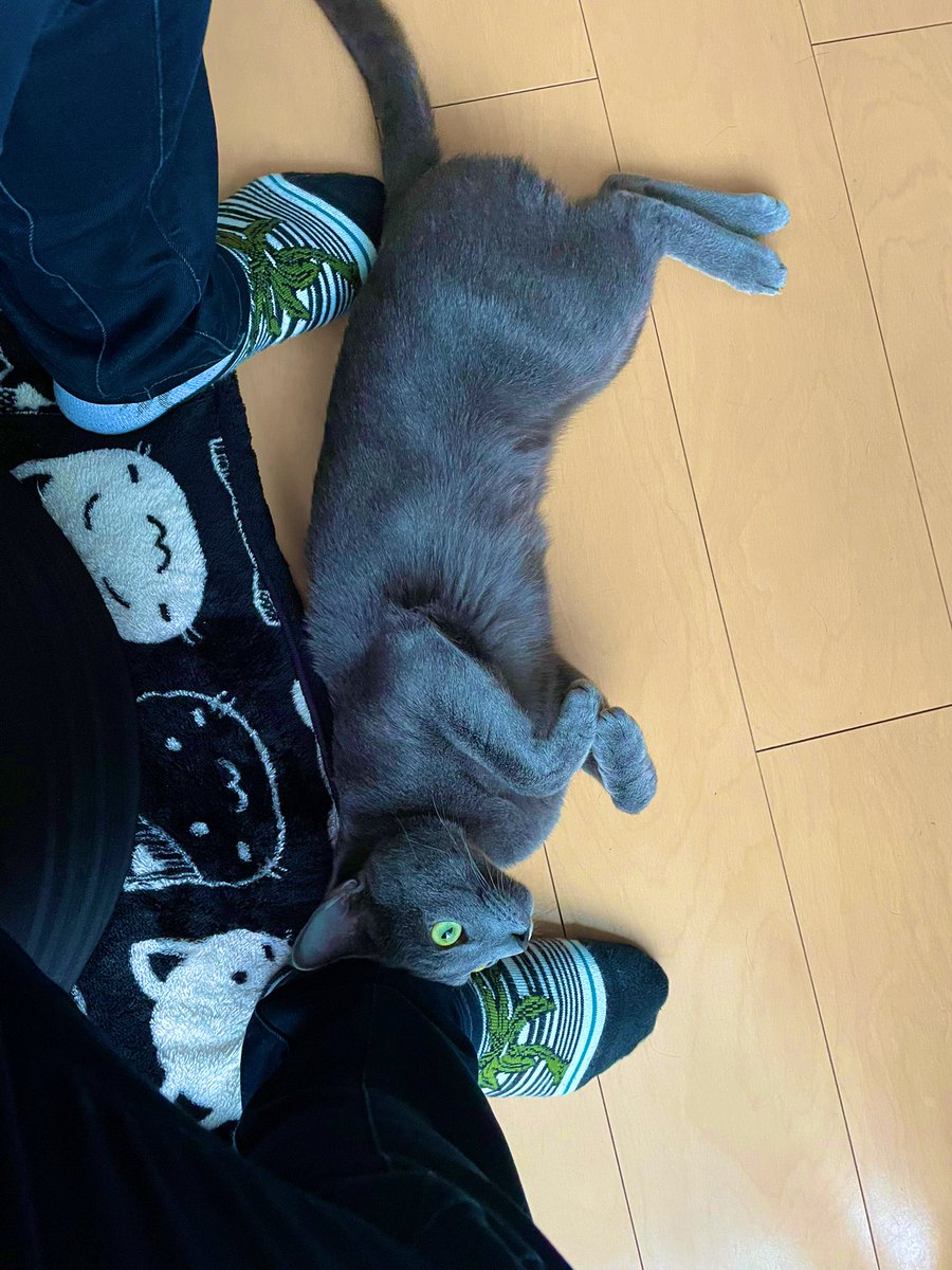 devilkillertype's tweet image. 何処かへ出掛けようとすると、必ず擦り寄ってくるニル氏🐈‍⬛　昨日は衆院選と柏市長選が重なってました。

ヌシ　「　投票いかないとね　」

ニル　「　ほなぁ、行ってこい　」

と、言ったとか言わないとか‥‥。