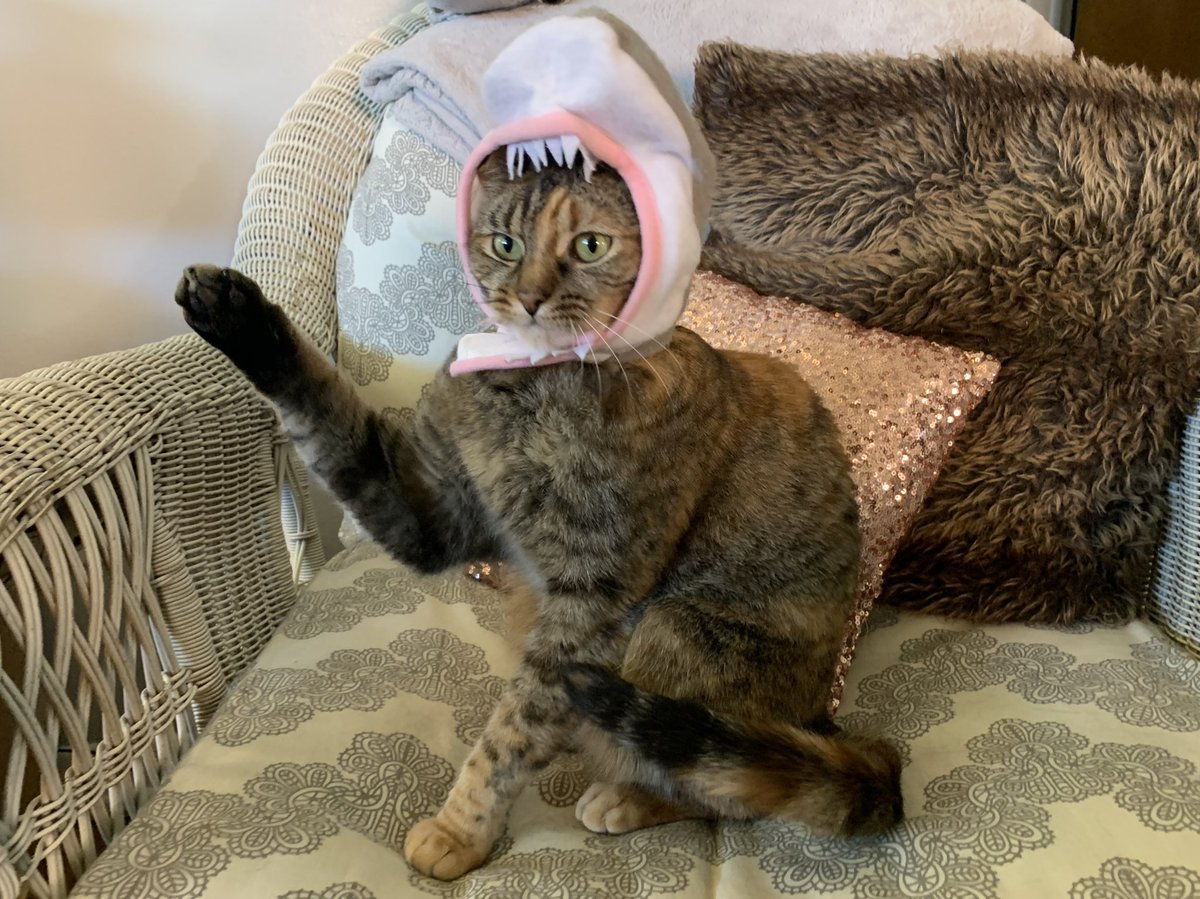 DamTheAbsolute's tweet photo. Things got a little cute &amp; weird this year. Happy Halloween! #ChompChomp #CatSalute #PrinceasLeia #FeelingFabulous https://t.co/bxz1JVIBfJ