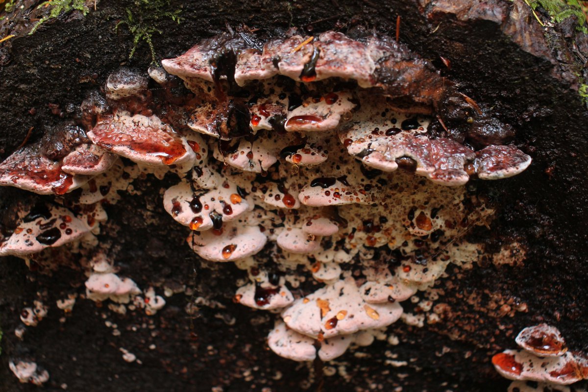 osu_bpp_grads's tweet photo. The BPP grads had a wonderful and very successful fungal foray this weekend. Not only did we find several choice edibles, but also we found some pretty spooky fungi. S/O to our fearless foray leader @teddyborland. https://t.co/3LGGCx6naB