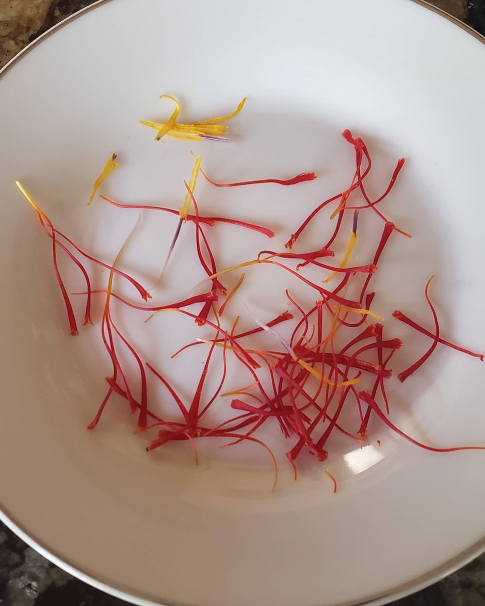 sweetgudiya420's tweet photo. Saffron is exhilarating,
Its beauty & fragrance glorifies life!
~NP
#Saffron #saffronkashmir #saffronflower #saffaronindia #kashmir #spain #turkey #saffaronfield #saffaron https://t.co/hxFBB3eDDC