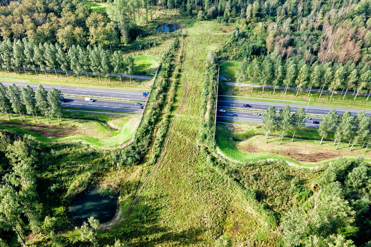 weird_sci's tweet photo. The Netherlands has more than sixty wildlife bridges over highways. https://t.co/Uqmn4faWRK