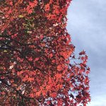 花のいえのツイート画像
